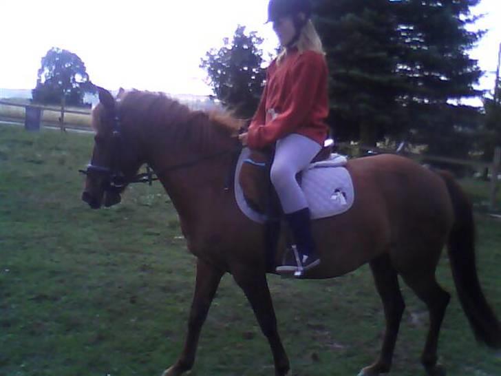 Anden særlig race Emma¤rider ikk mere¤ billede 10
