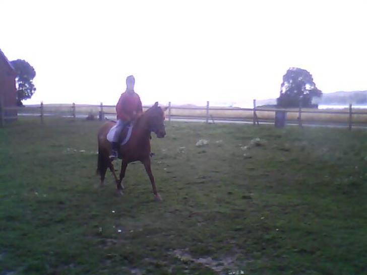Anden særlig race Emma¤rider ikk mere¤ billede 11