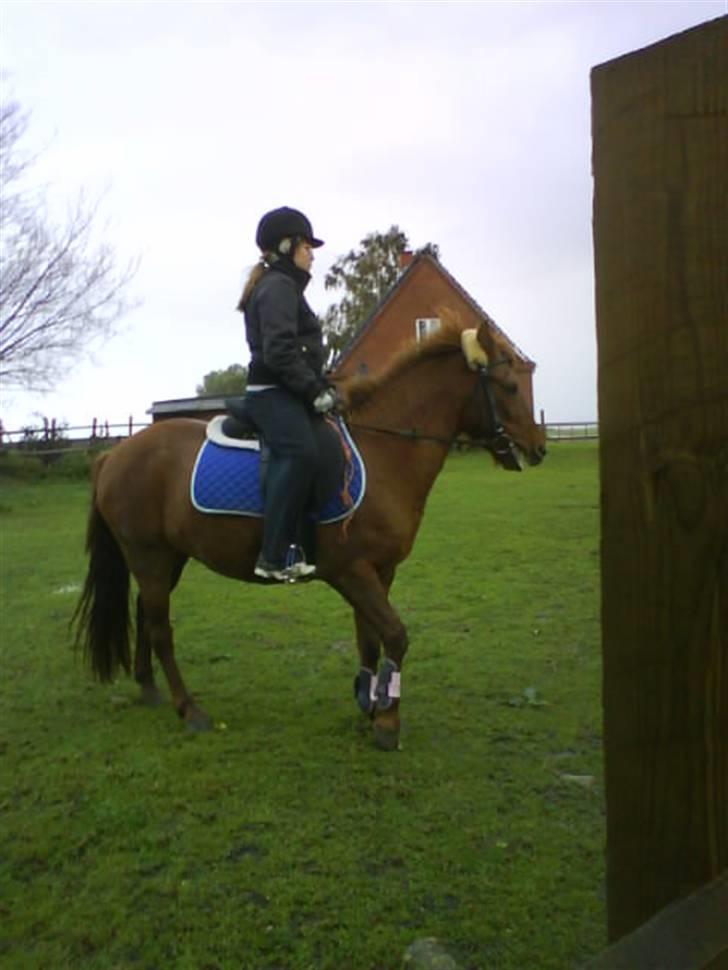 Anden særlig race Emma¤rider ikk mere¤ billede 12
