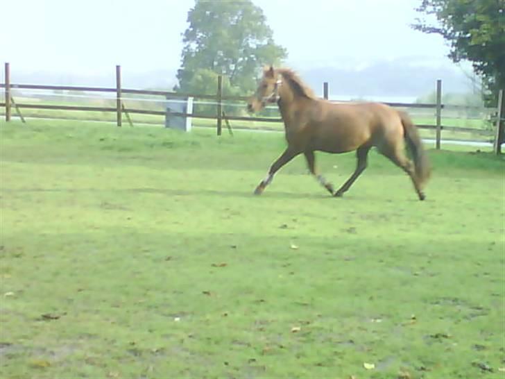 Anden særlig race Emma¤rider ikk mere¤ billede 13