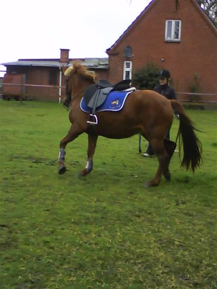 Anden særlig race Emma¤rider ikk mere¤ billede 14