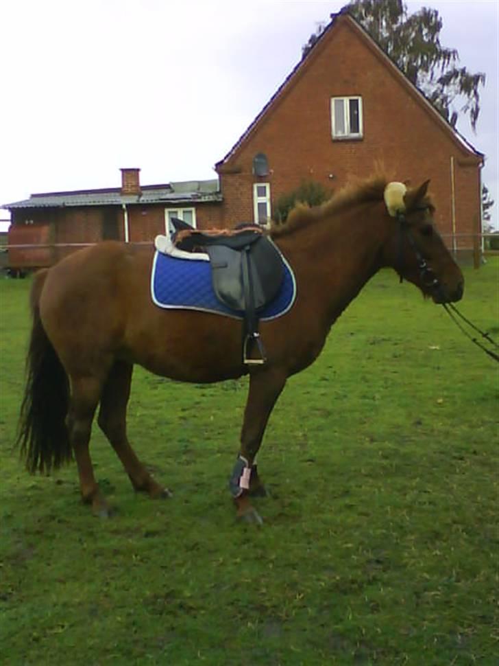 Anden særlig race Emma¤rider ikk mere¤ billede 15