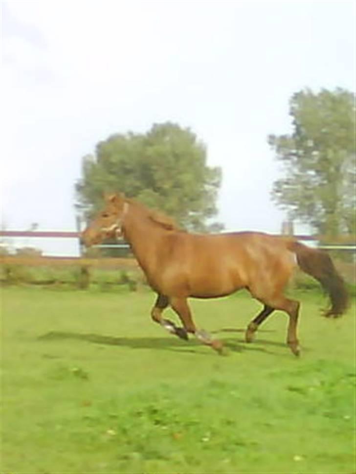 Anden særlig race Emma¤rider ikk mere¤ billede 16