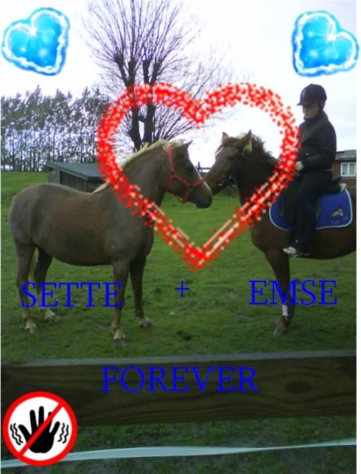 Anden særlig race Emma¤rider ikk mere¤ billede 17