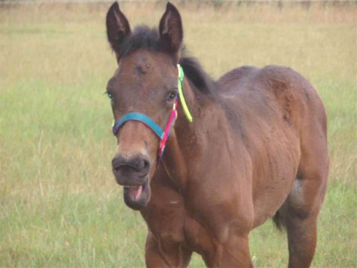 Anden særlig race Kildegårds Kanico billede 5