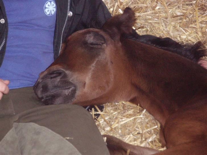 Anden særlig race Kildegårds Kanico billede 7