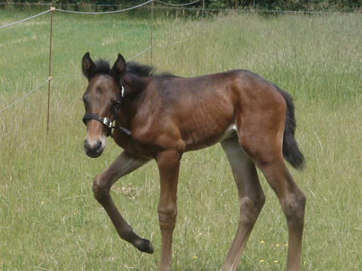 Anden særlig race Kildegårds Kanico billede 8
