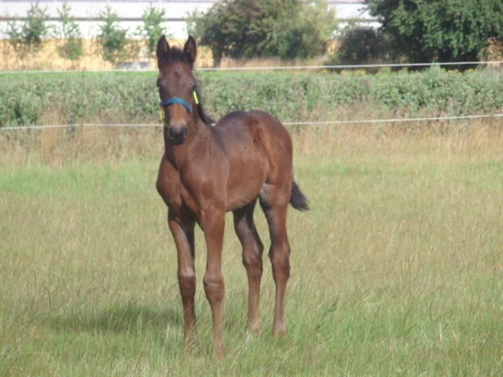 Anden særlig race Kildegårds Kanico billede 9