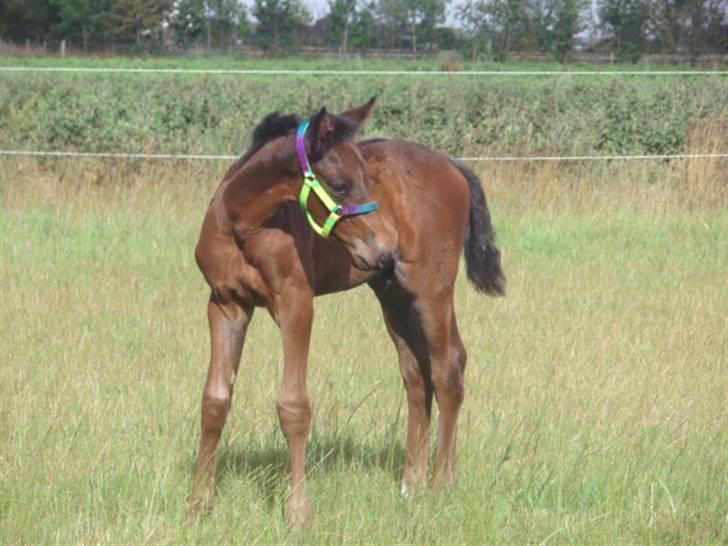 Anden særlig race Kildegårds Kanico billede 10