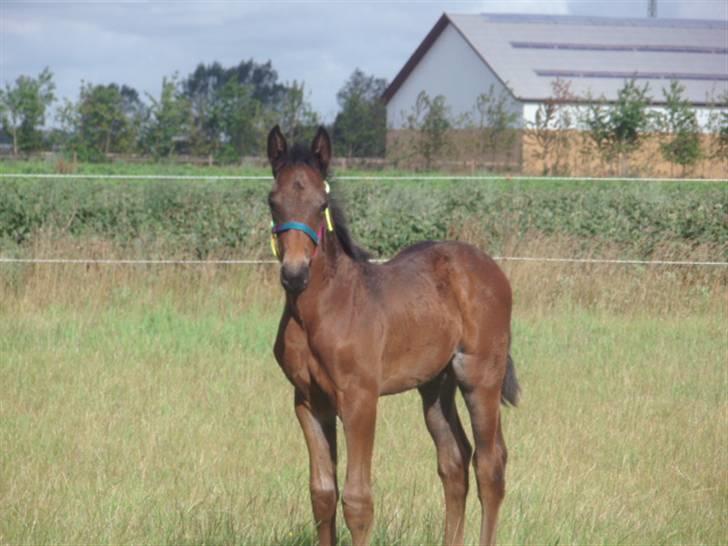 Anden særlig race Kildegårds Kanico billede 11