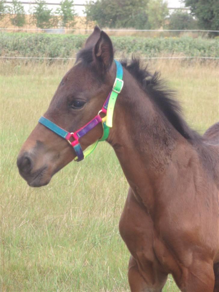 Anden særlig race Kildegårds Kanico billede 12