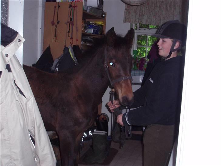 Anden særlig race Kildegårds Kanico billede 13