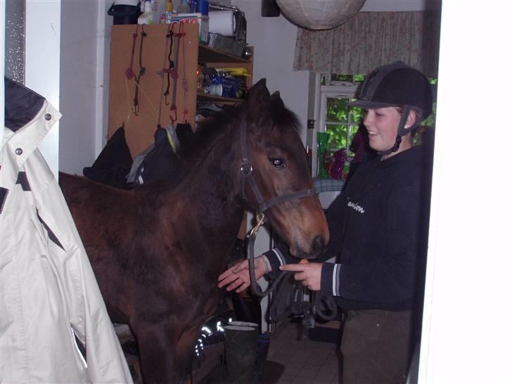 Anden særlig race Kildegårds Kanico billede 14