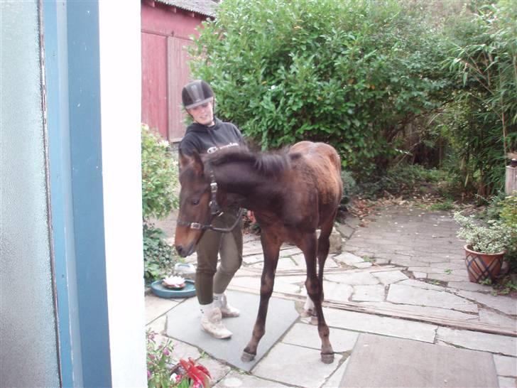 Anden særlig race Kildegårds Kanico billede 15