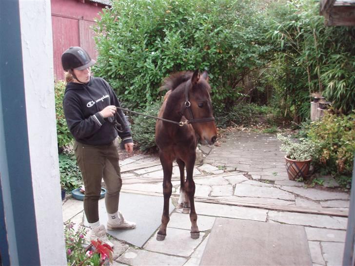 Anden særlig race Kildegårds Kanico billede 16
