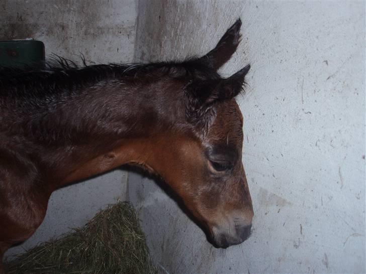 Anden særlig race Kildegårds Kanico billede 17