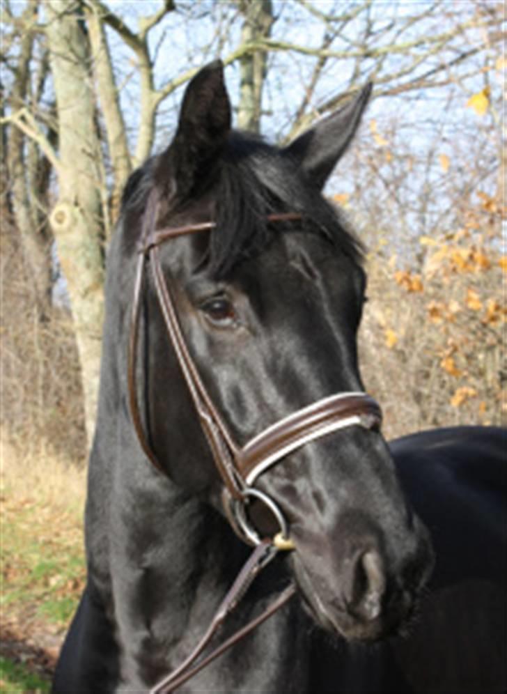 Dansk Varmblod Pariano *RIP* billede 1