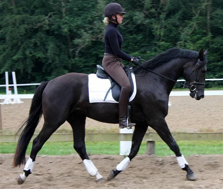 Dansk Varmblod Pariano *RIP* - Pariano august 2009 billede 2