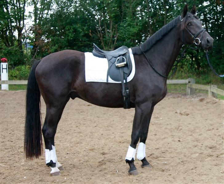 Dansk Varmblod Pariano *RIP* - Pariano august 2009 billede 3