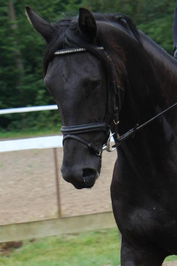 Dansk Varmblod Pariano *RIP* - August 2009 billede 4