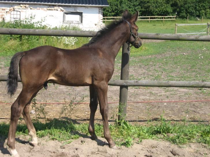 Dansk Varmblod Pariano *RIP* - Pariano 1½ mdr. billede 5