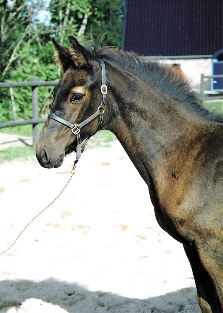 Dansk Varmblod Pariano *RIP* - Pariano 4 mdr. billede 6