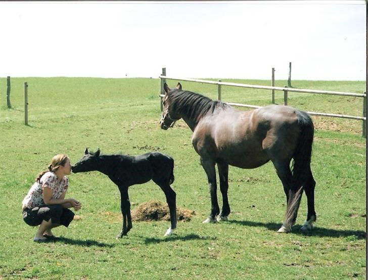 Dansk Varmblod Pariano *RIP* - Pariano med sin mor. 3 dage gammel. billede 7