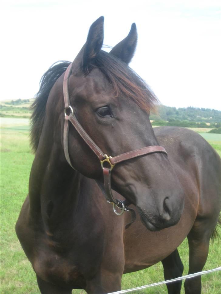 Dansk Varmblod Pariano *RIP* - Pariano ca. 14 mdr. billede 8