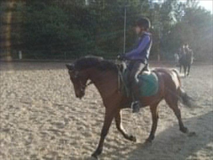 Anden særlig race Mini Max | Elevpony | gl. passer<3. - 19. Mig og Mini der træner dressur. :-D Du er så smuk skat. <´3 Foto: Elisabeth Løfting, TAAAAK. :-D billede 19