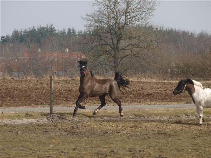Welsh Pony (sec B) Valentin  billede 8
