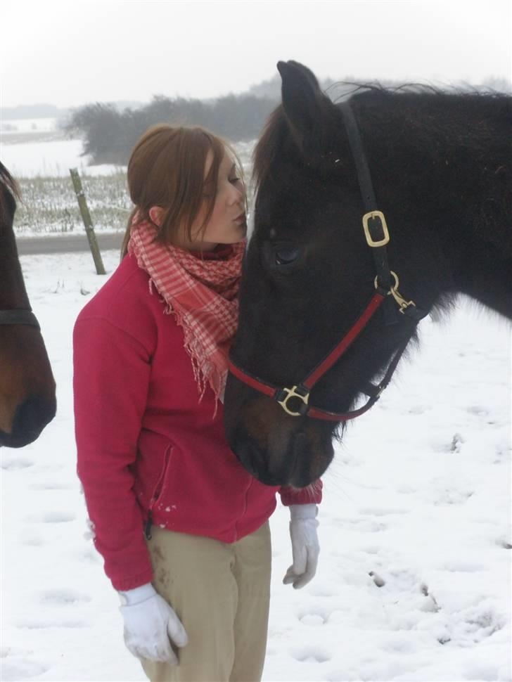 Traver precious pride - elsker dig foraltid billede 15