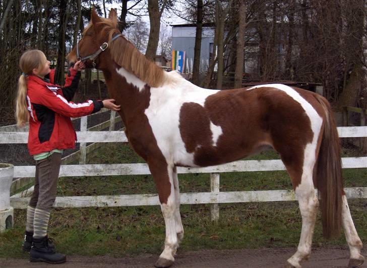 Pinto Freja < 33 Solgt :( billede 7