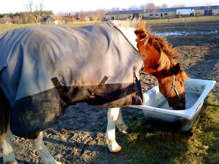 Pinto Freja < 33 Solgt :( - Årrh, Tørstig ! billede 8