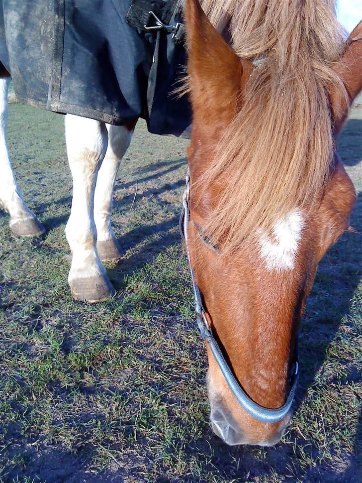 Pinto Freja < 33 Solgt :( - Som, sent fra englene !, Skath, du er så fin!< 3 billede 9