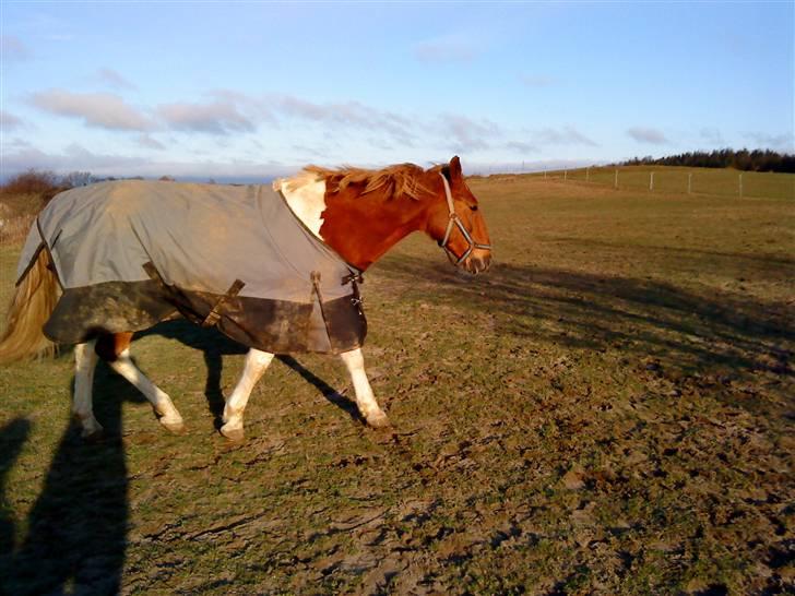 Pinto Freja < 33 Solgt :( - Yeei, Fold haha billede 10