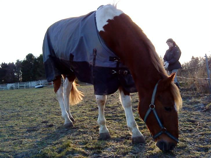 Pinto Freja < 33 Solgt :( billede 11