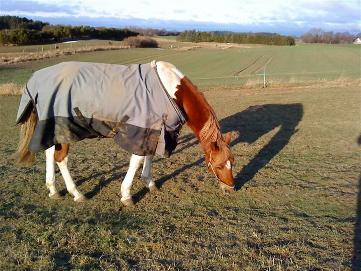 Pinto Freja < 33 Solgt :( billede 12