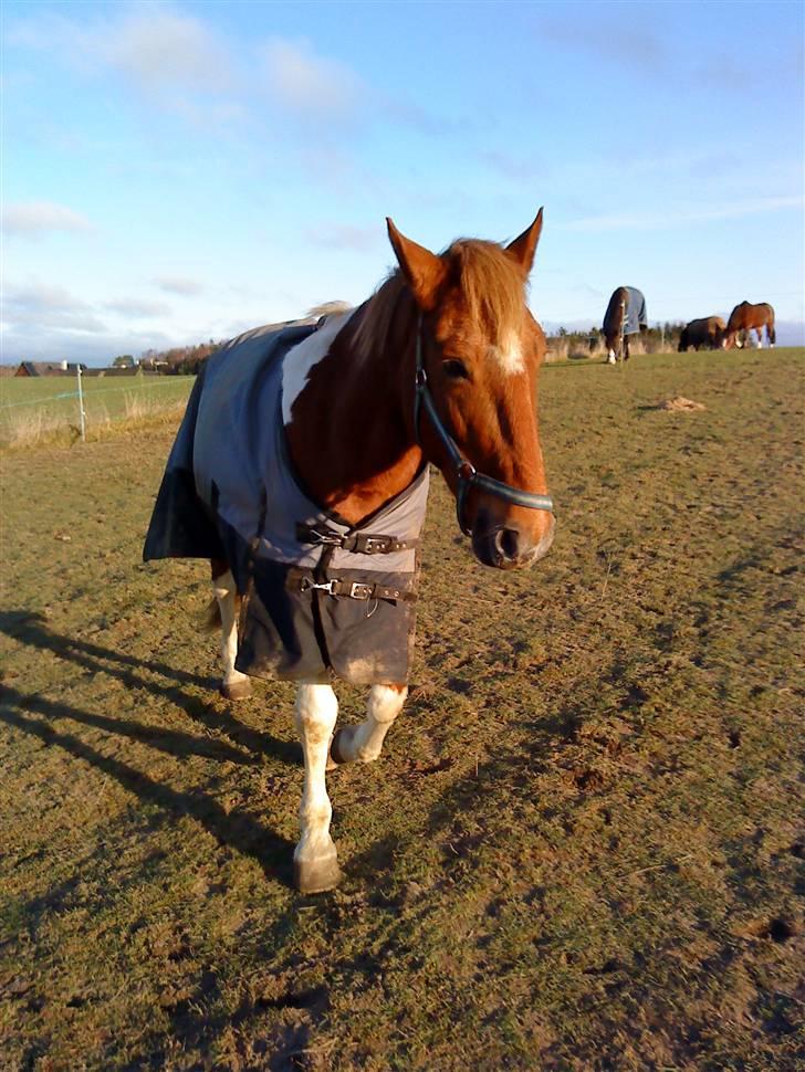 Pinto Freja < 33 Solgt :( billede 13