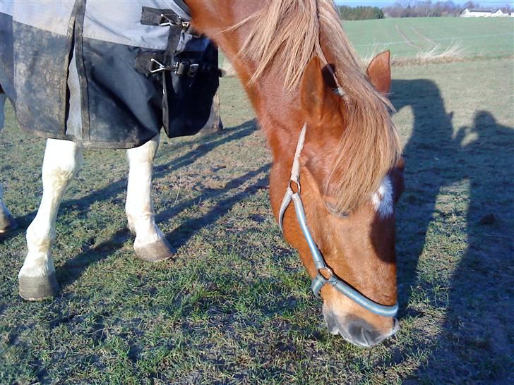 Pinto Freja < 33 Solgt :( billede 14