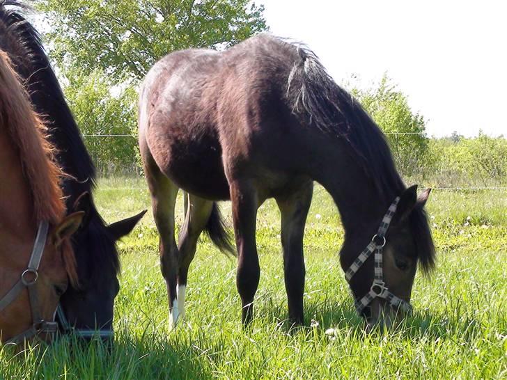 DSP Caspara´s April - sommer 09 billede 12