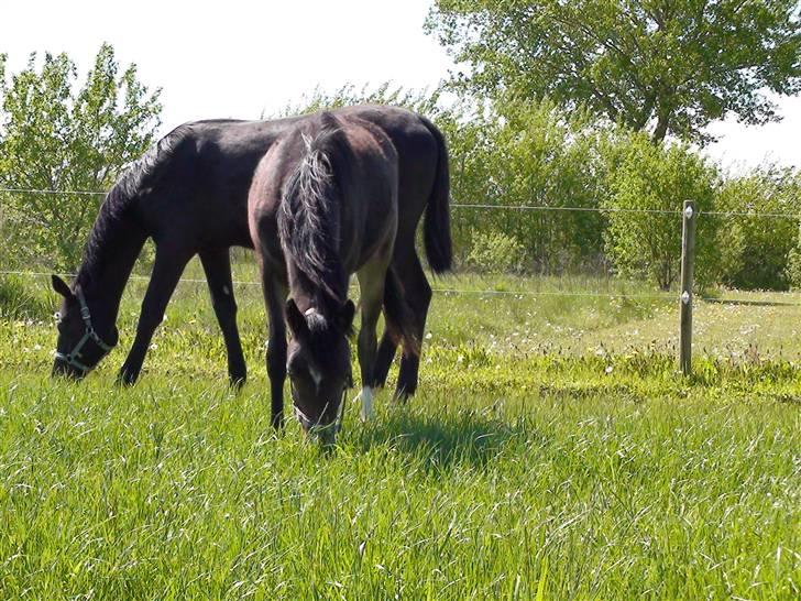 DSP Caspara´s April - sommer 09 billede 13