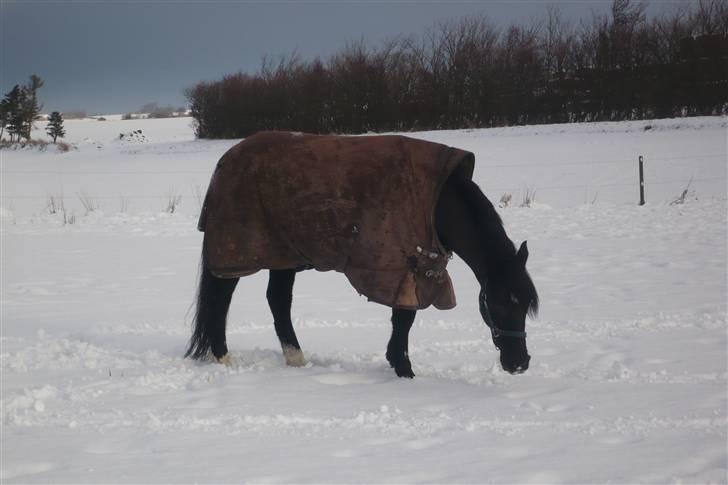 Anden særlig race Whisky<3 - Whisky i sneen :) billede 6