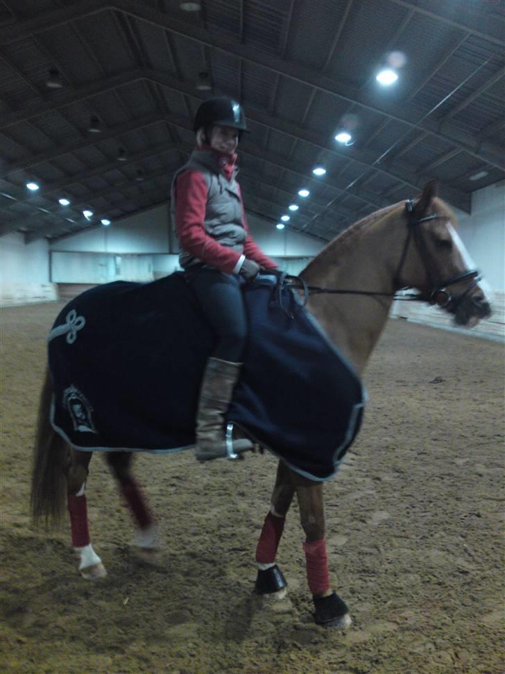 Tysk Sportspony Proud Don Caruso *A-pony* - Vores første ridetur sammen derhjemme:) billede 3