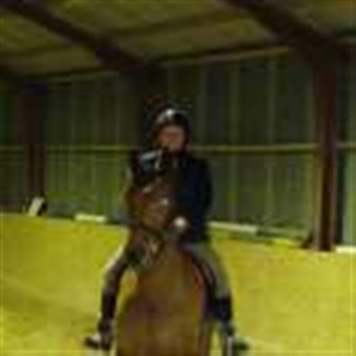 Dansk Varmblod Firell - solgt - Firell og Eva, firells nye ejer :) billede 14