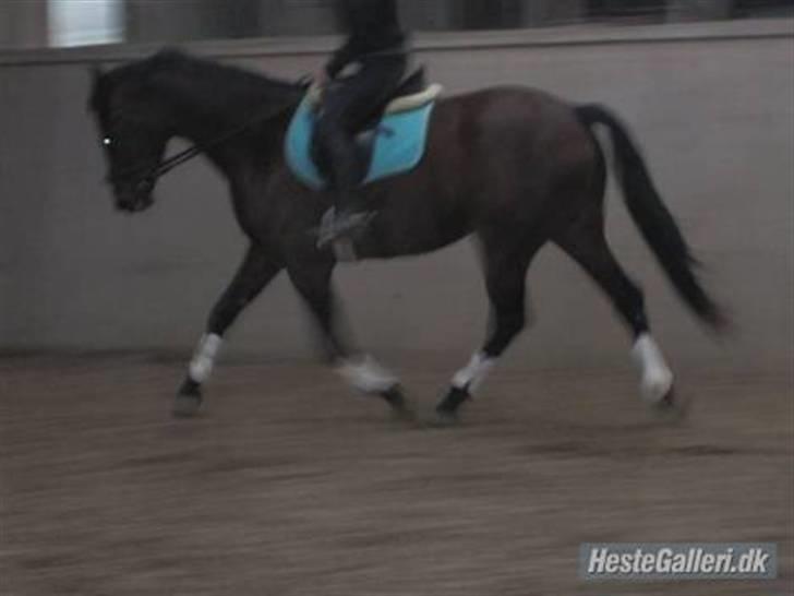 Dansk Varmblod Lancia skude 955 billede 6