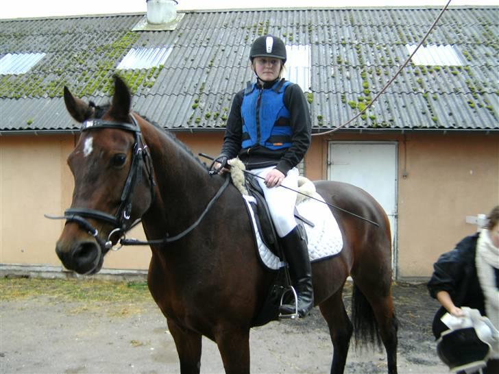 Dansk Varmblod Lancia skude 955 billede 7