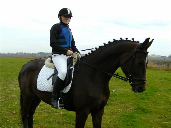 Dansk Varmblod Lancia skude 955 billede 8