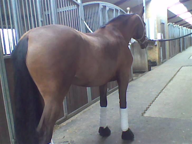 Dansk Varmblod Storgårdens Rosalia billede 5