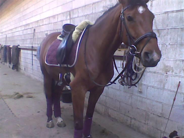 Dansk Varmblod Storgårdens Rosalia billede 6