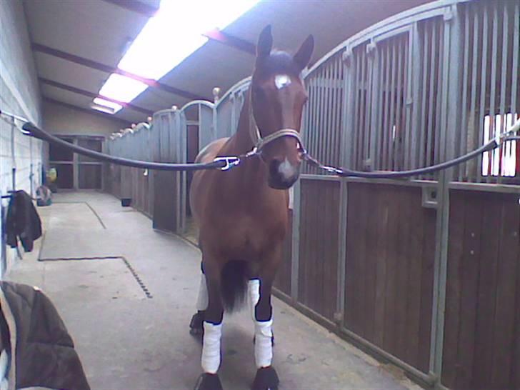 Dansk Varmblod Storgårdens Rosalia billede 7